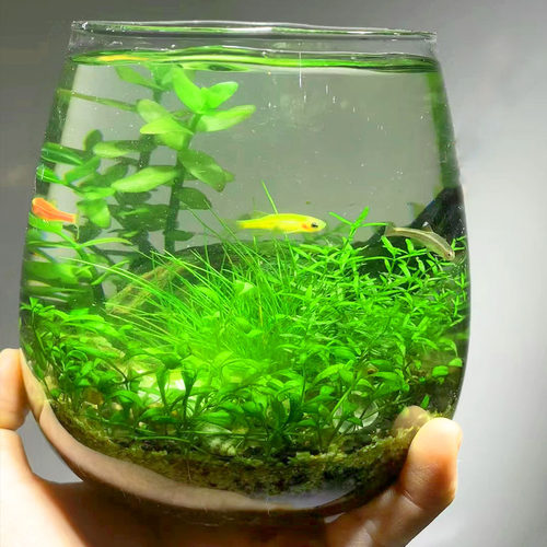 生态瓶免打理diy微景观鱼缸