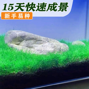 鱼缸水草种子生态玻璃瓶造景小绿植物种籽孑水培阴性真草盆栽造景