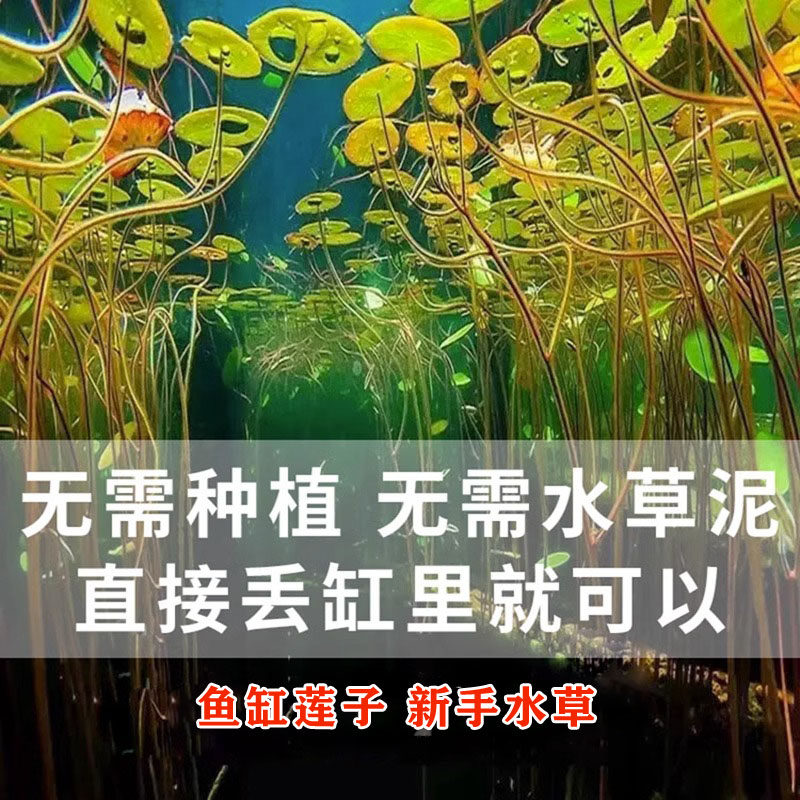 水草浮萍睡莲水培四季鱼缸缸造景装饰草种子活体植物懒人莲花种籽,宠物/宠物食品及用品,水草,淘宝优惠券,粉丝福利购,淘宝优惠卷