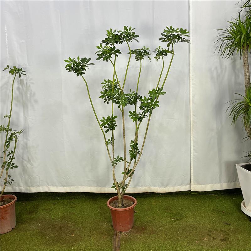 鸭脚木造型绿植八方来财室内大型盆栽客厅阳台网红植物一物一拍