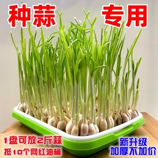 蒜苗盆栽大蒜种植盆种红葱头神器室内家庭阳台种菜盘栽种蒜黄水培