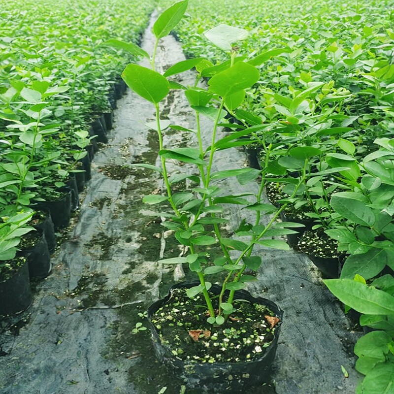 蓝莓组培苗钵苗蓝莓树果苗小苗南高丛大果新品种盆栽地载阳台庭院