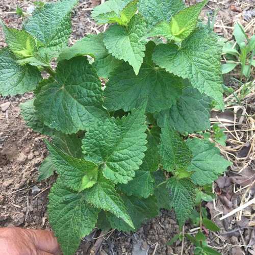 藿香鱼香菜地栽盆栽增香提味