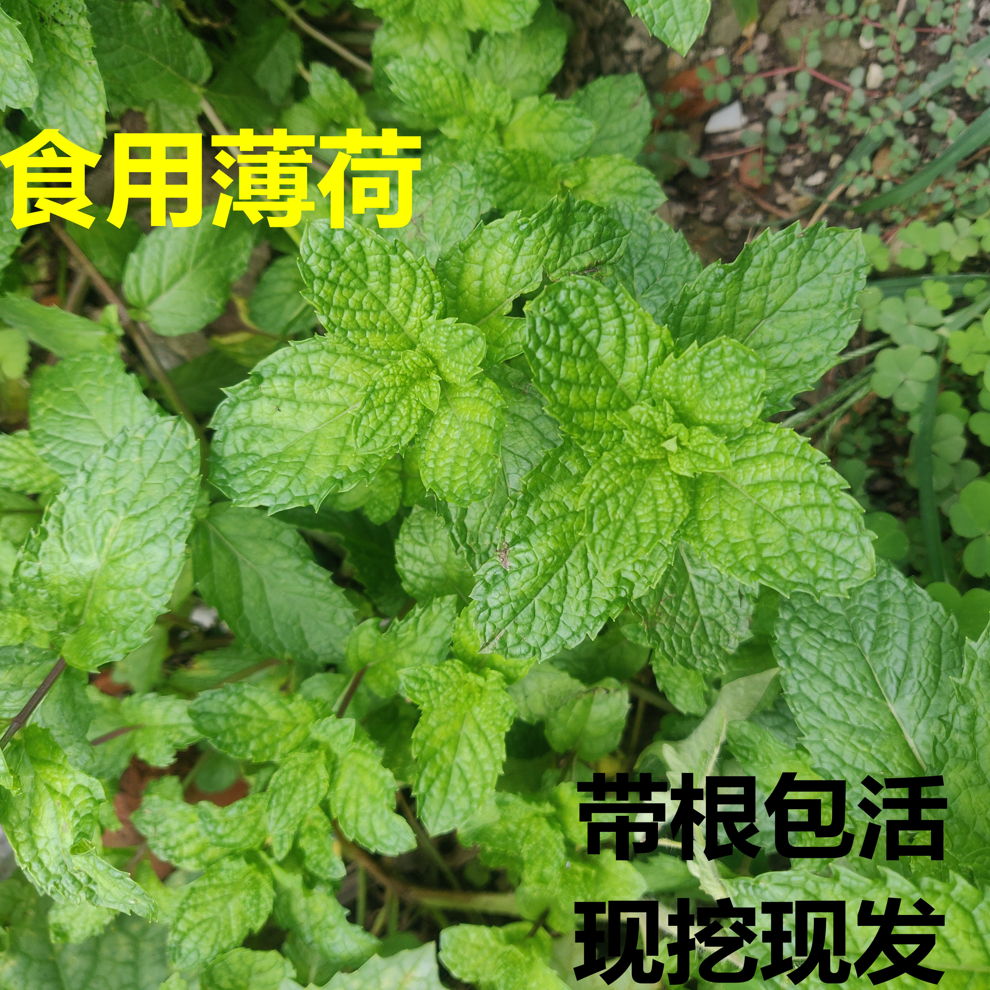 皱叶留兰香十香菜假薄荷鱼香菜