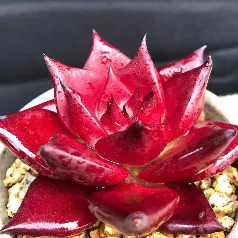 罗宾红骑士卡宴罗卡柏拉图多肉红色室内阳台办公室花卉盆栽