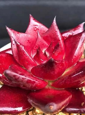 罗宾红骑士卡宴罗卡柏拉图多肉红色室内阳台办公室花卉盆栽