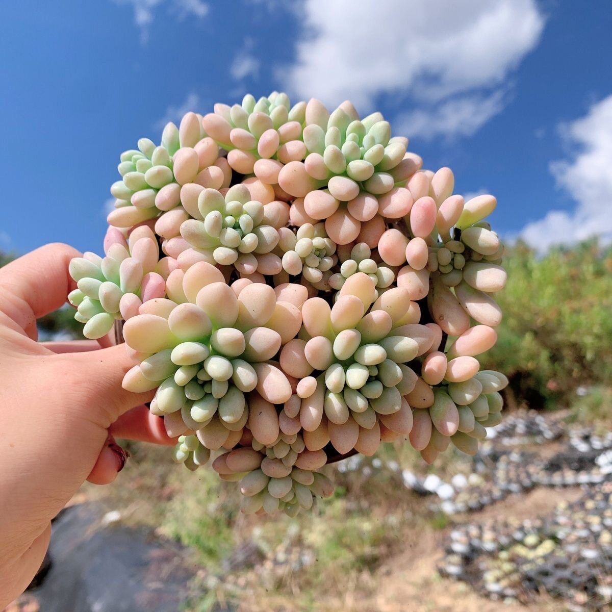 泡泡糖多肉植物鱼子酱多头群生稀有贵货黄粉果冻色可爱萌物窗台