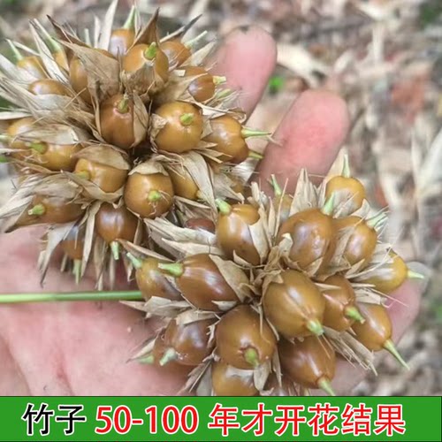 云南深山竹米百年开花凤凰之食