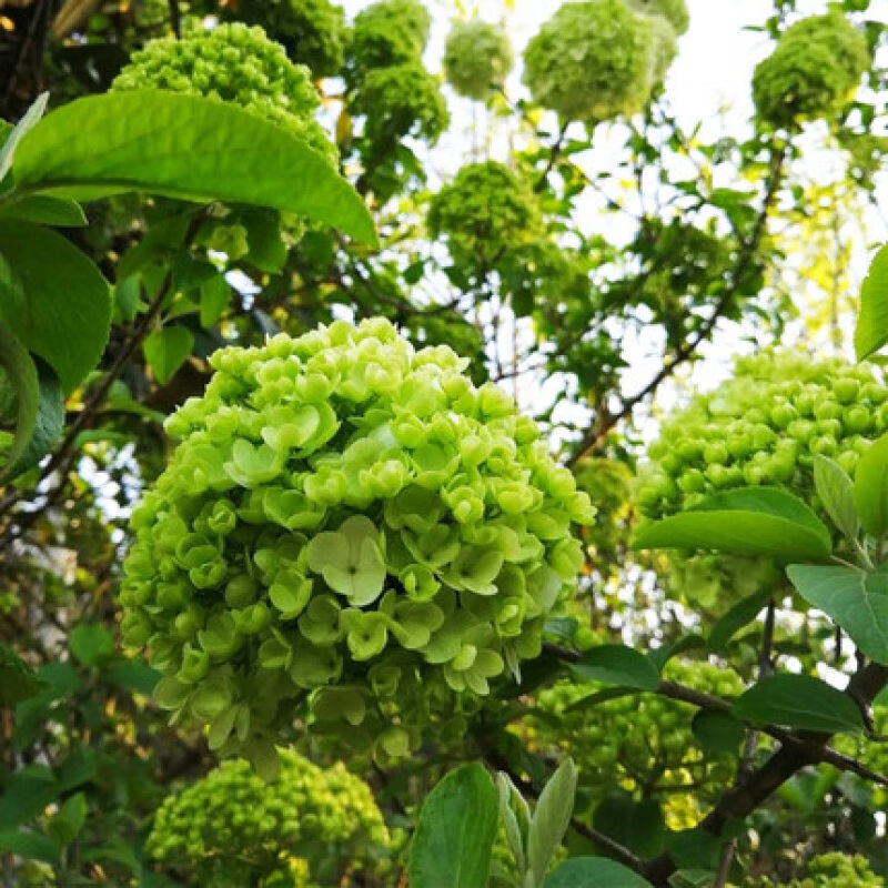 庭院大花绣球花园花卉植物中华乔木本绣球花树苗盆栽斗球马球琼花