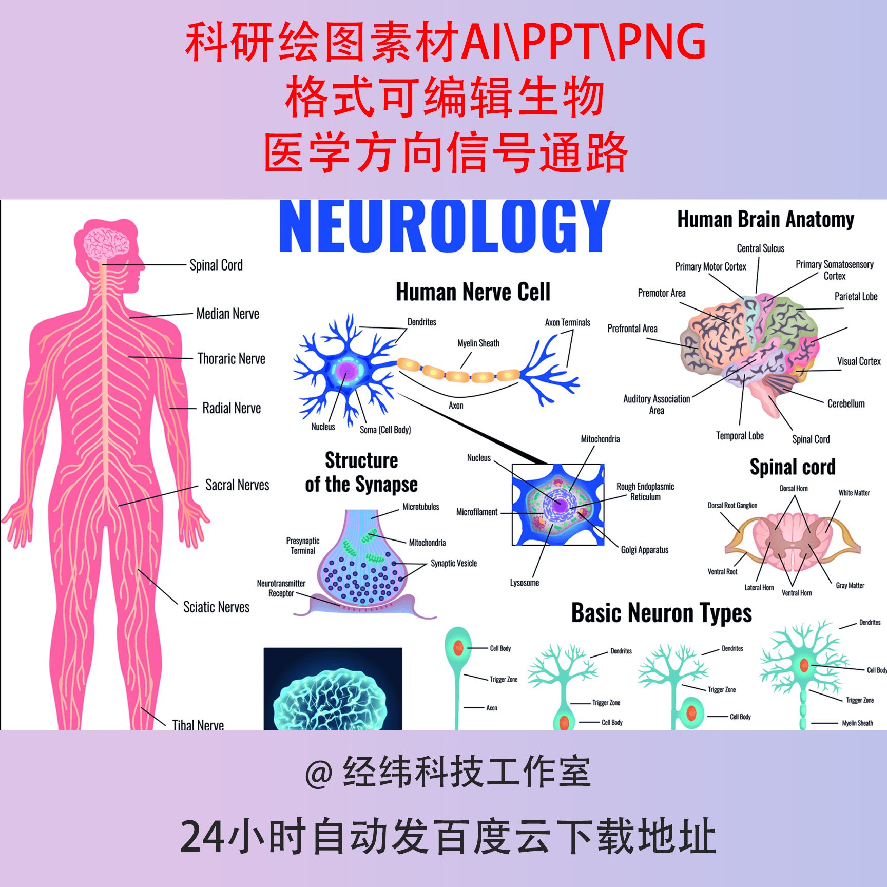 科研绘图素材AI PPT PNG格式可编辑生物医学方向信号通路