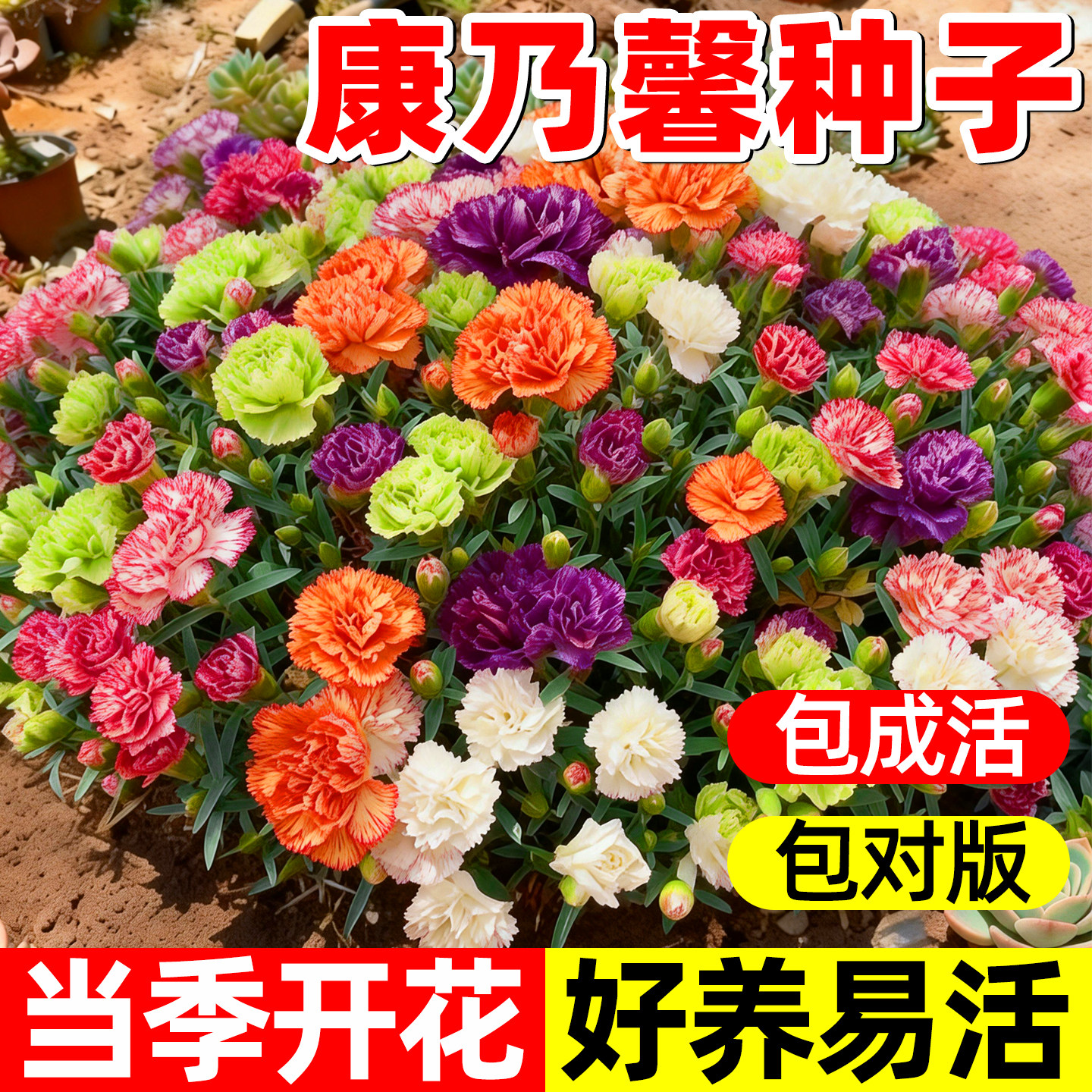 重瓣康乃馨种子阳台庭院驱蚊香草籽四季播种花卉盆栽花苗花种子籽