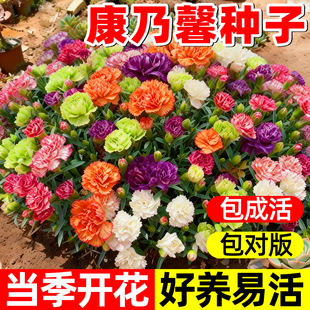 重瓣康乃馨种子阳台庭院驱蚊香草籽四季播种花卉盆栽花苗花种子籽