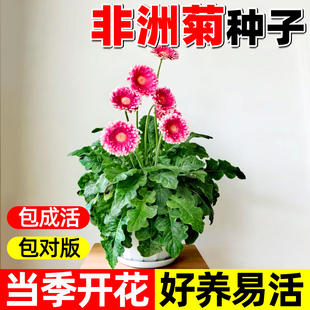 重瓣非洲菊种子阳台盆栽四季景观绿化植物扶郎花菊花种籽花卉种孑
