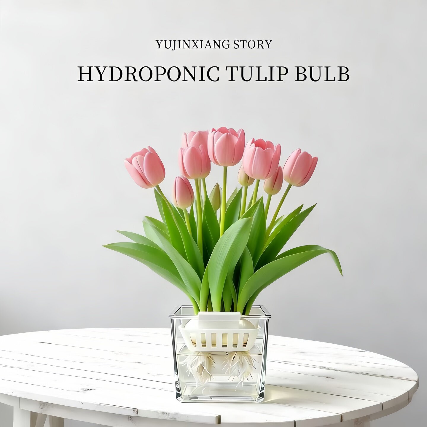 郁金香种球水培花卉植物5颗球办公室桌面盆栽工位小绿植水养水仙