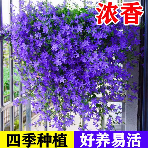 垂吊风铃花种子四季易活开花花籽
