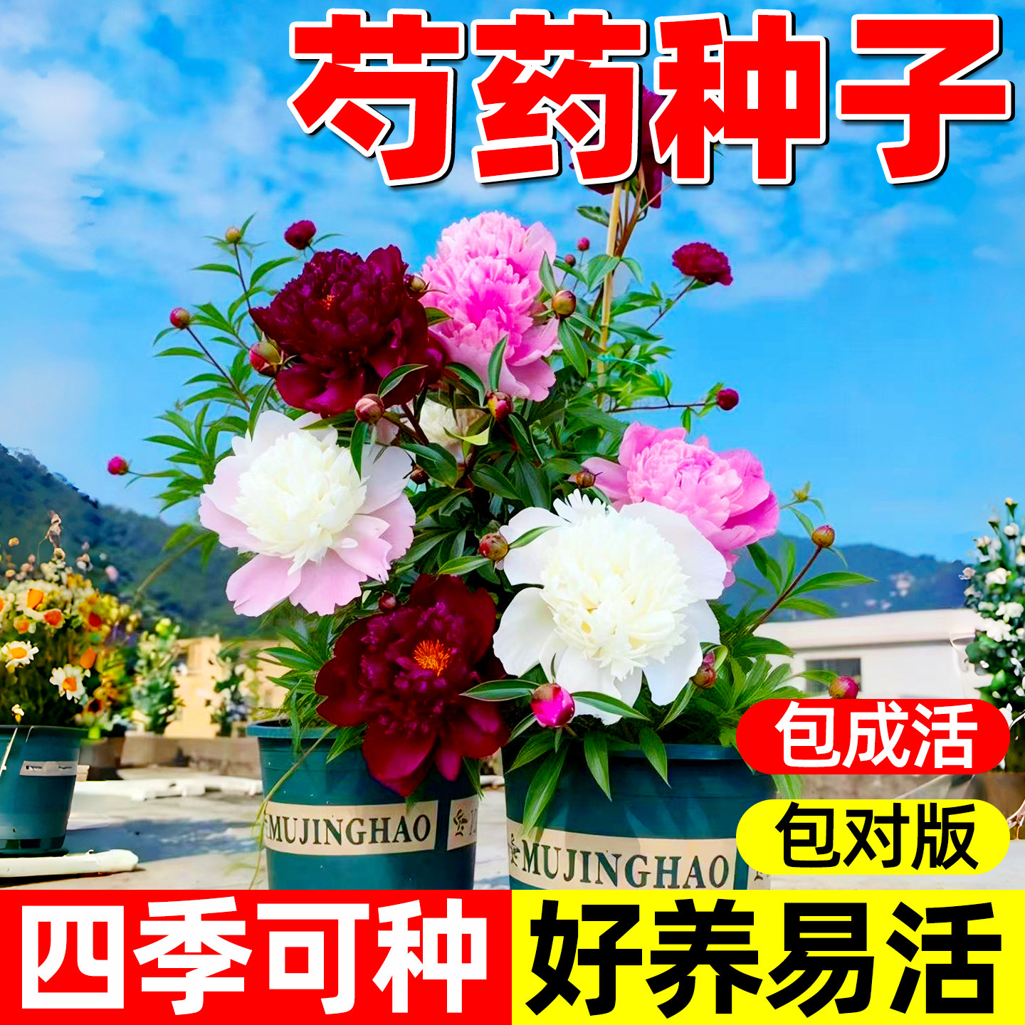混色芍药花种子浓香耐寒易活带芽多年生四季可种阳台庭院观花盆栽