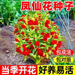 重瓣凤仙花种籽指甲花种子孑室内外太阳花花种籽子四季播种开花卉