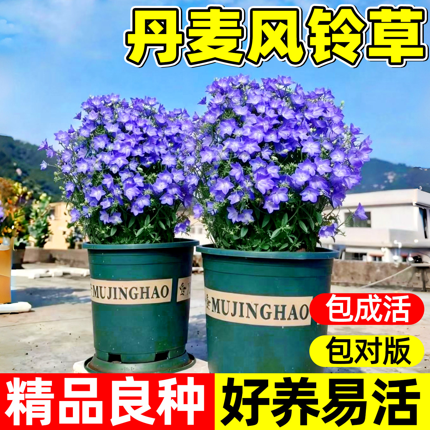 丹麦重瓣风铃草花种子四季易活开花盆栽苗花种籽室外庭院花卉种孑