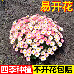粉茼蒿菊种子木茼蒿花种子木春菊多年生木茼蒿花籽四季播种花卉种