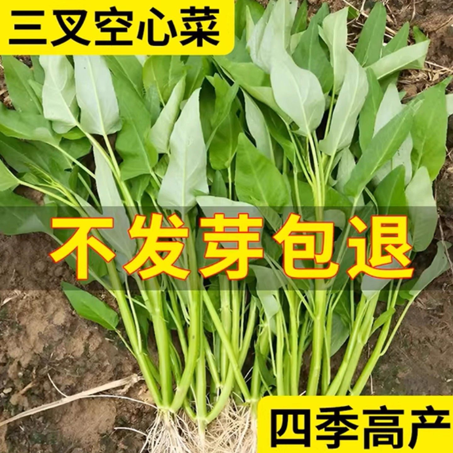 三叉空心菜种籽四季水培蔬菜种子大全阳台种植竹叶菜苗荠菜种籽孑,鲜花速递/花卉仿真/绿植园艺,家庭园艺种子,淘宝优惠券,粉丝福利购,淘宝优惠卷