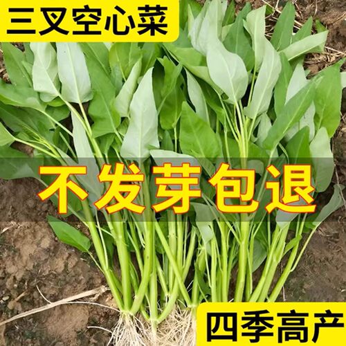 三叉空心菜种籽四季水培蔬菜种子