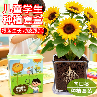 矮生向日葵四季小学生科学实验观察透明盆儿童种植小盆栽植物种子
