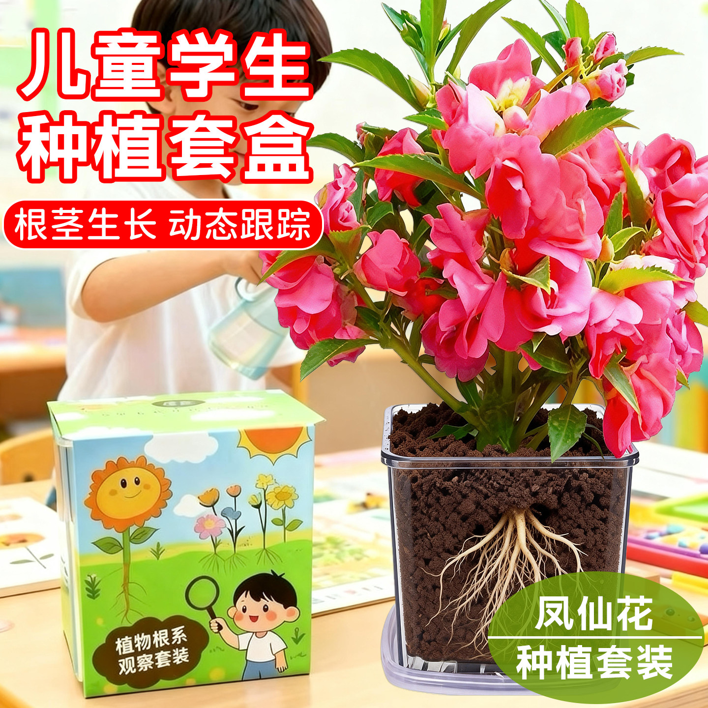 凤仙花种四季小学生科学实验观察