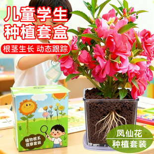 凤仙花种籽四季小学生科学实验观察指甲花儿童种植小盆栽植物种子