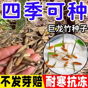 大型巨龙竹种子竹笋苗四季户外庭院园林种植可食用竹种籽新种优种