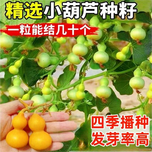 手捻小葫芦籽种子文玩葫芦盆栽