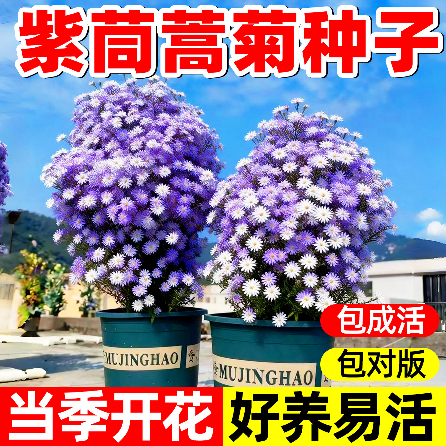 紫茼蒿菊种子木茼蒿花种子木春菊多年生木茼蒿花籽四季播种花卉种