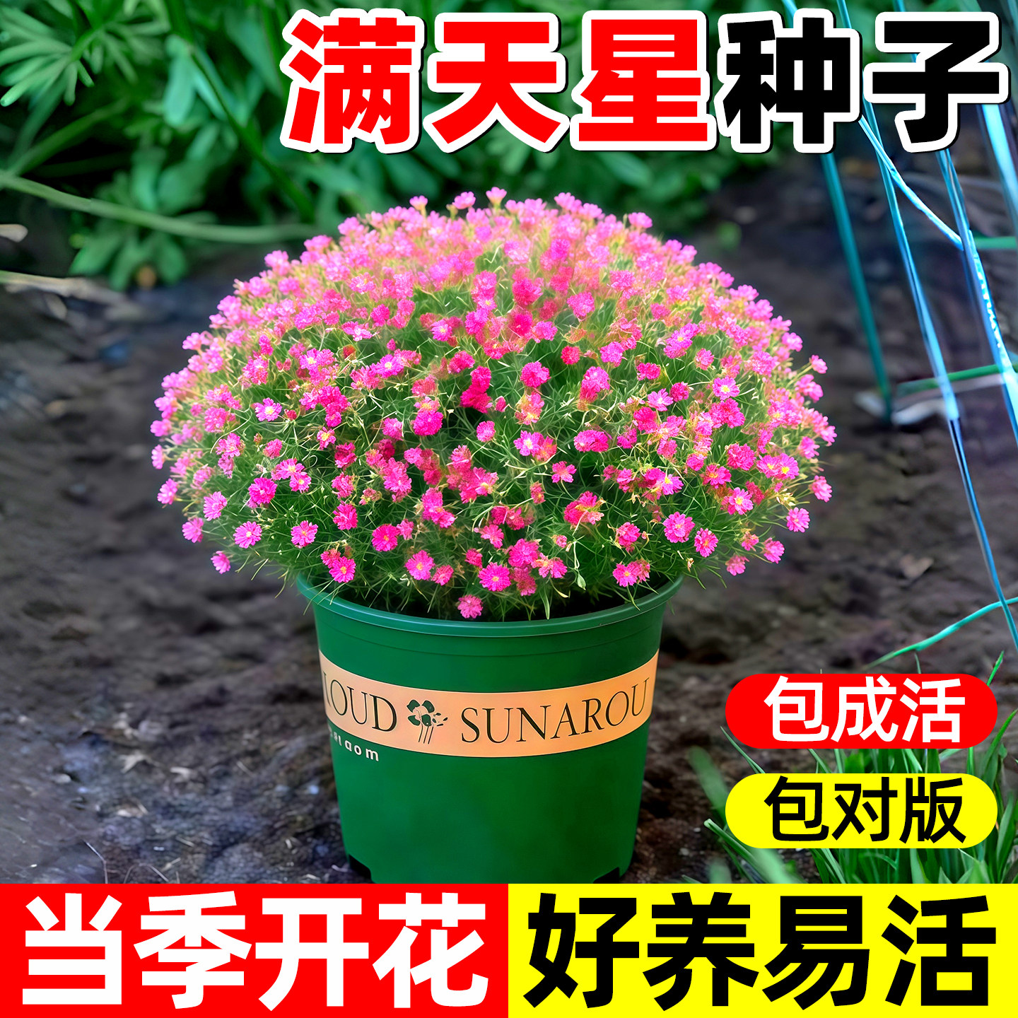 爆盆满天星种子花种孑四季种易活室内外开花盆栽花卉植物花种籽