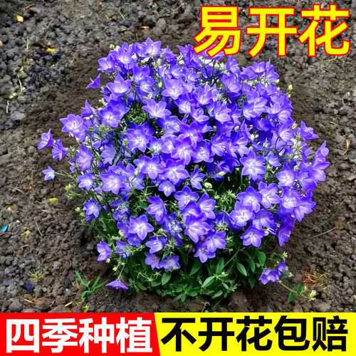 丹麦重瓣风铃草花种子四季易活
