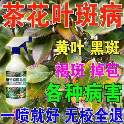 茶花叶斑病黑斑病专用药肥料防掉花苞枯叶病黄叶焦尖营养液叶面肥
