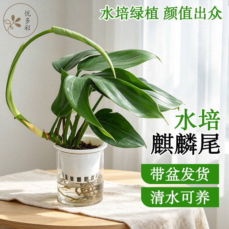 天堂鸟水培绿植麒麟尾办公室盆栽垂丝茉莉客厅四季好养花卉小天使