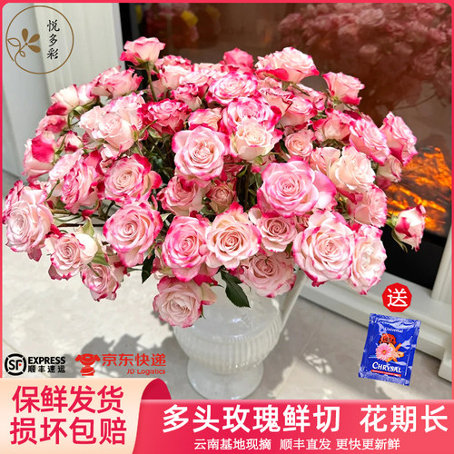 悦多彩多头玫瑰鲜切花AB级鲜花