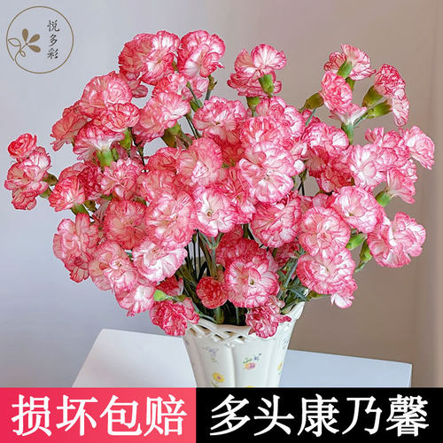38女神节母亲节A级康乃馨鲜切花