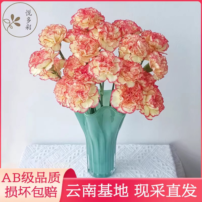 AB级康乃馨鲜花母亲节送礼送妈妈家庭办公室水养云南基地现采直发