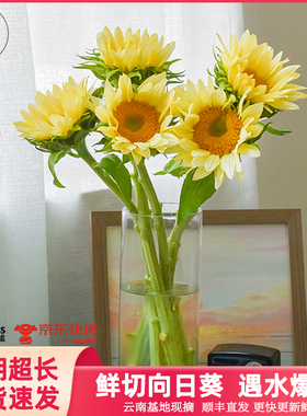 悦多彩向日葵鲜花黄色鲜切花礼物桌面阳台水养插花云南昆明花卉