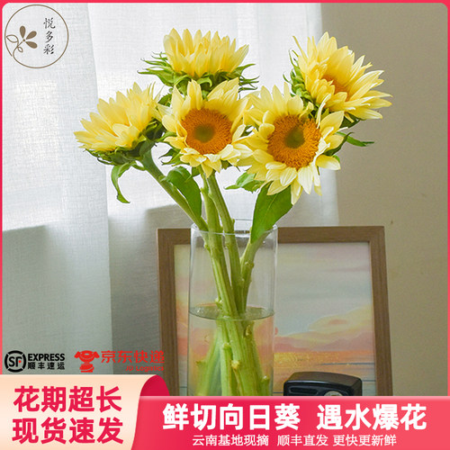 悦多彩向日葵鲜切花云南昆明