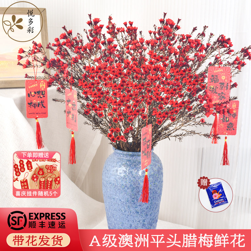 悦多彩A级澳洲平头腊梅鲜花北美冬青鲜花红果云南基地直发鲜切花