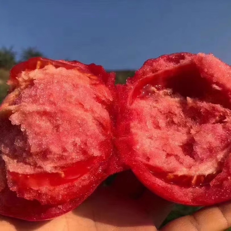 普罗旺斯沙瓤番茄自然熟产地直发