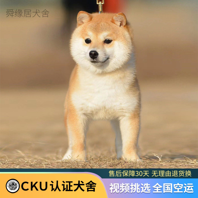 秋田犬 日本秋田犬 日系秋田犬 大馆犬百科图片 饲养繁殖 雌雄鉴别 Sbike 秋田犬 日本秋田犬 日系秋田犬 大馆犬百科图片 饲养繁殖 雌雄鉴别 Sbike