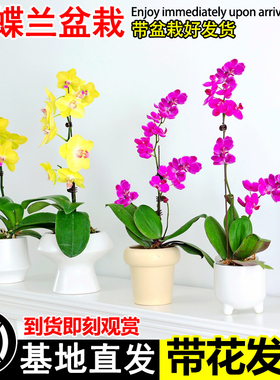 蝴蝶兰盆栽带花苞花剑文心兰客厅室内桌面兰花鲜花花卉绿植石斛兰