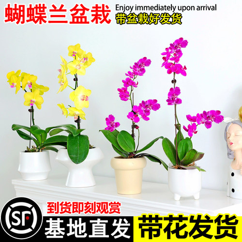 蝴蝶兰盆栽四季开花好养易活