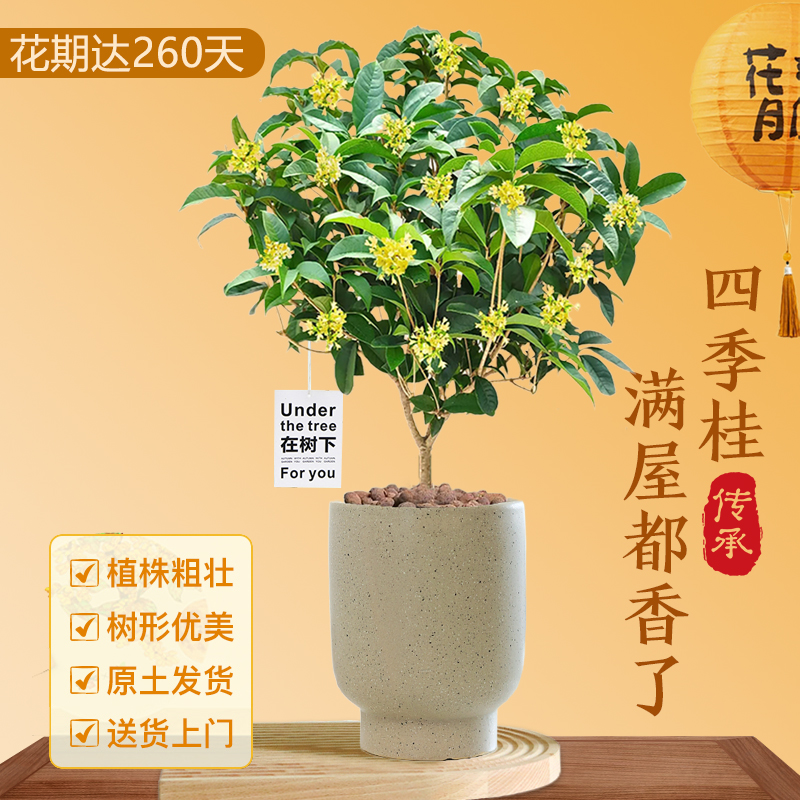 桂花树盆栽花卉室内植物花盆懒人好养阳台丹桂可食用耐寒绿植盆景