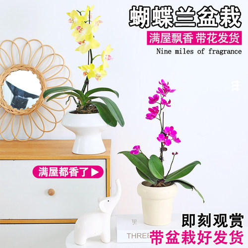 花卉客厅蝴蝶兰盆栽四季开花
