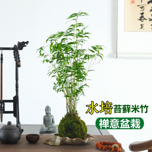 苔藓球水培植物米竹盆栽室内客厅