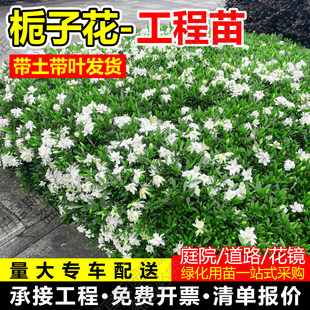 栀子花树苗带花苞重瓣浓香型四季大小叶栀子花苗室外园林工程绿化