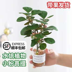 小盼菩提盆栽水培植物室内客厅桌面绿植水养花卉盆景客厅禅意摆件